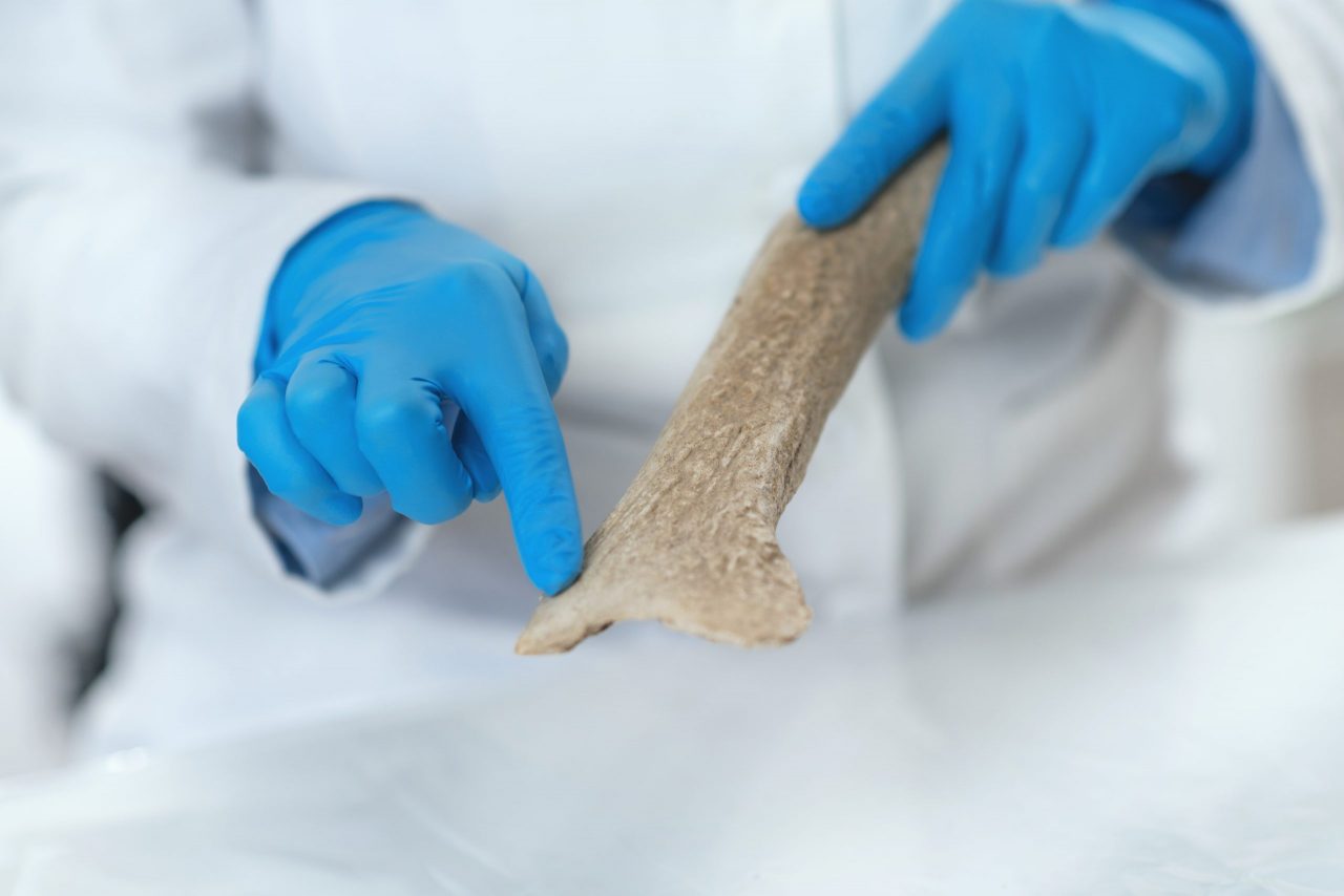 archaeology-researchers-analyzing-ancient-antler-t-ZXJMFCR-scaled-1280x854.jpg
